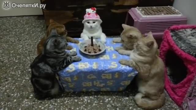 Котки празнуват рожден ден