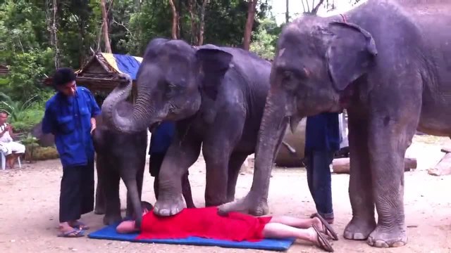 Слонове - Щури масажисти в Тайланд! Смях!