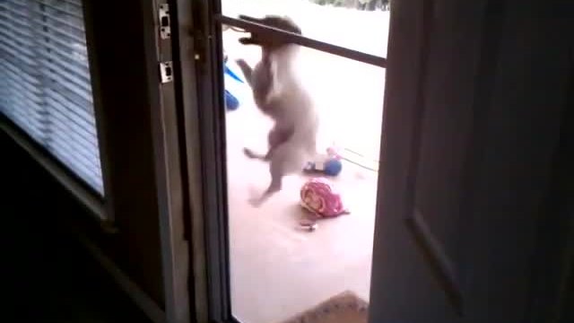 Куче успява да си отвори вратата сам