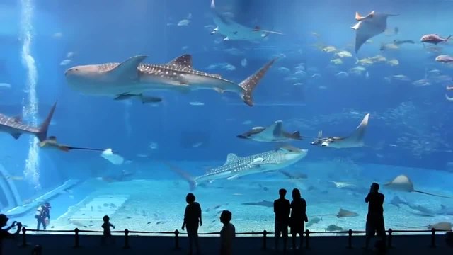 Един от най -големите аквариуми цистерни в света !