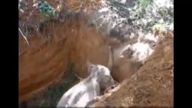 Бебе слонче спасено от яма
