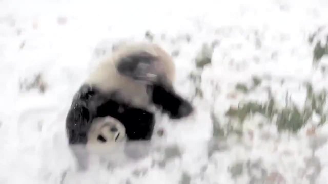 Панда се радва на снега