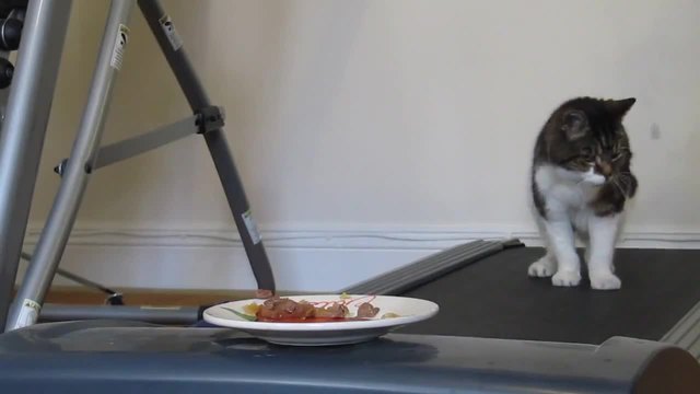 Котка си гони храната..Смях!
