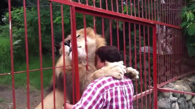 Обичта между лъв и човек