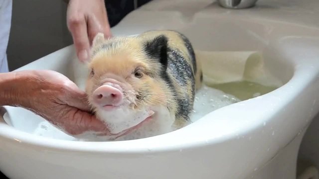 Най-сладкият домашен любимец - Прасенце обича да се къпе