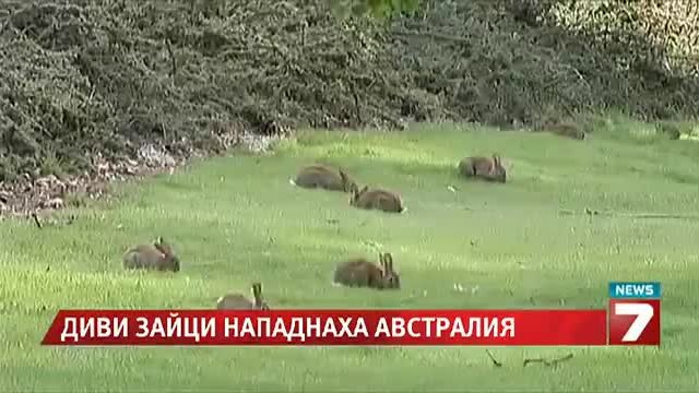 Диви зайци нападнаха Австралия