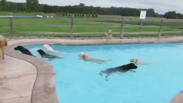 Кучета се забавляват край басейна