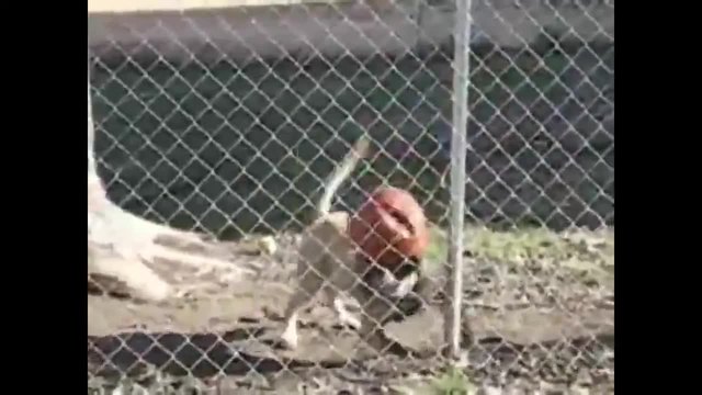 Куче фрийстайлър балансира топка на муцуната си