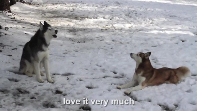 Сибирско хъски говори на английски за любовта към снега !