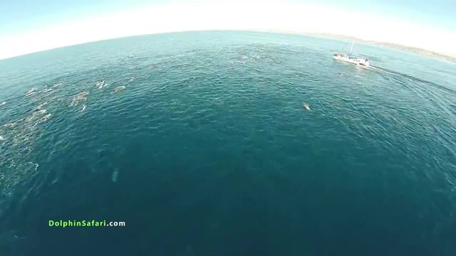 Страхотни кадри делфини и китове снимани с дрон