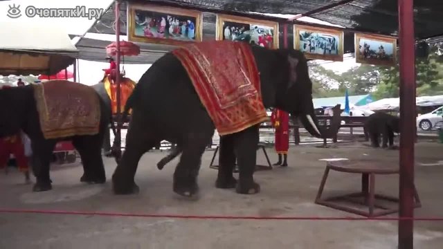 Танцуващи слонове в Русия