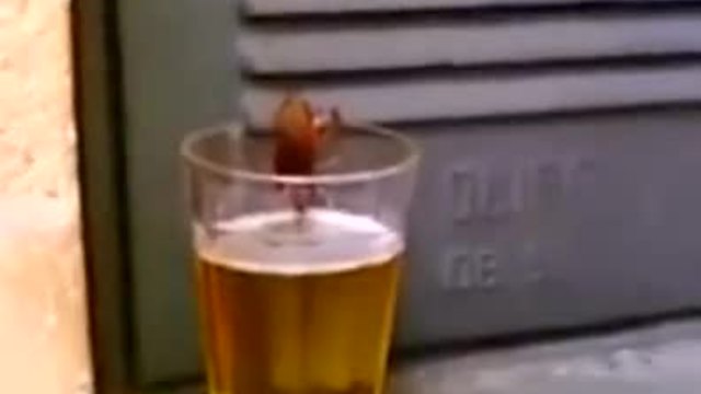 Огромна жадна хлебарка пие бира от чаша