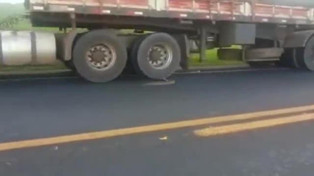 Змия атакува преминаващи камиони