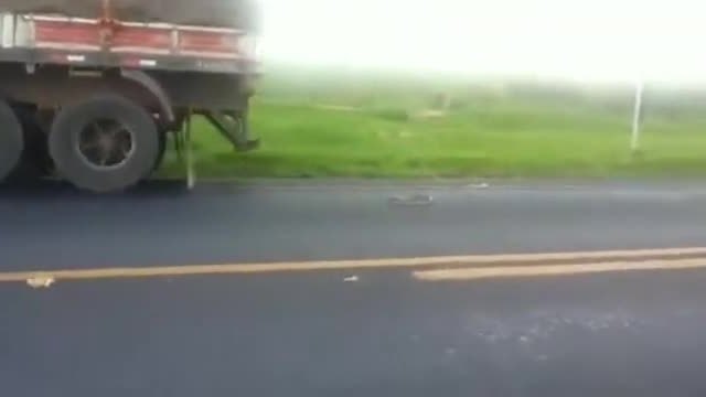 Змия атакува преминаващи камиони