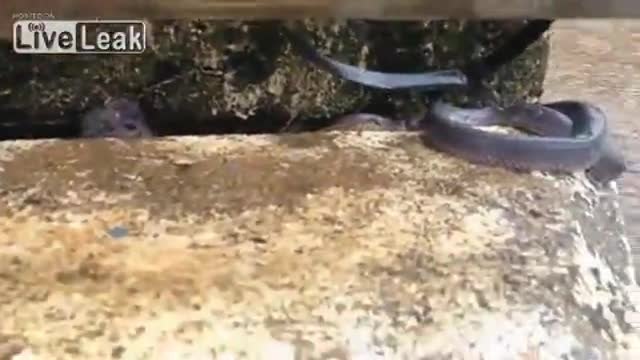 Вижте как змия и мишка оцеляват заедно по време на наводнение в Куинсланд, Австралия