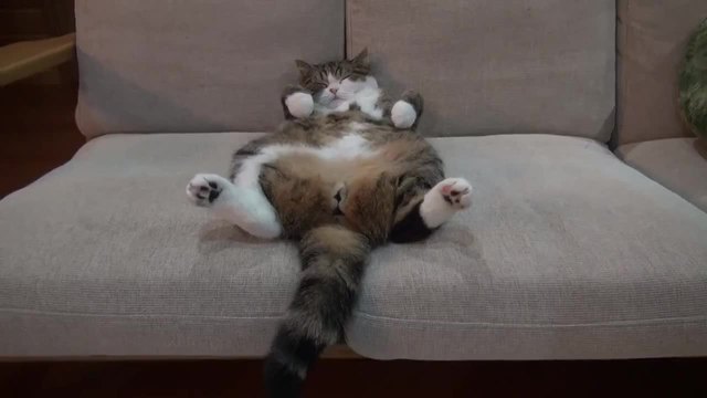 Как спи котето Мару