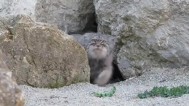 Много любопитна пустинна котка