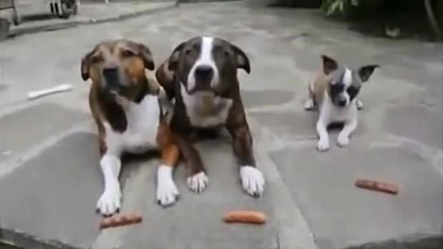 Кучето обра всички салами , а другите две кучета , не разбраха какво се случва !