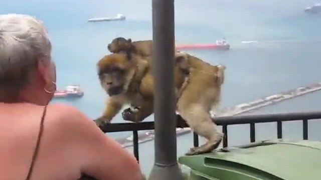 Маймуна краде сладоледа на възрастна дама - Смях