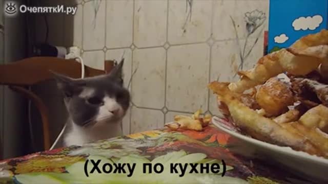 Котка наднича за пържени картофи