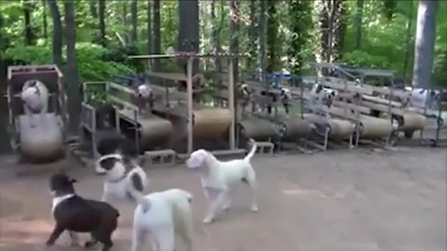 Вижте как кучетата ги тренират в Русия ( Видео Много Смях)