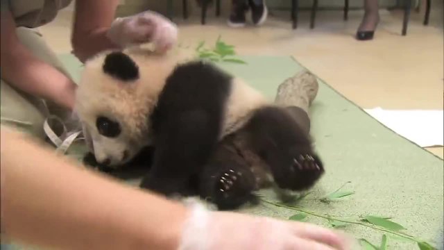 Сладка игрива панда
