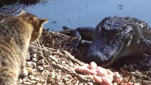 Котка закача алигатор , докато той яде !