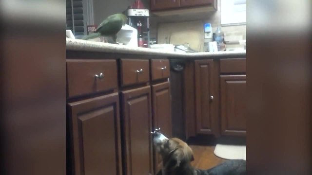 Папагал храни куче със спагети!