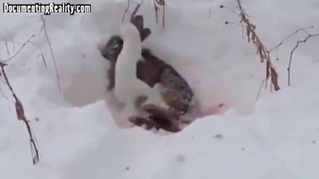Невестулка албинос смъртоносно напада заек