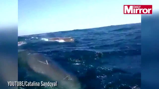 Инфарктен момент, китове подмятат рибарска лодка , хората крещят!