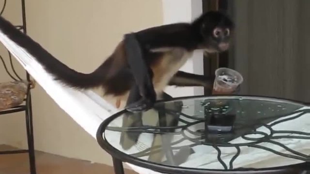 Маймуна пие бира от чаша