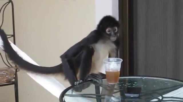 Маймуна се учи да пие бира от чаша