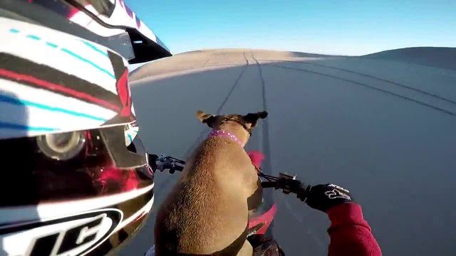 Моторист вози кучето си, докато се забавлява в дюните