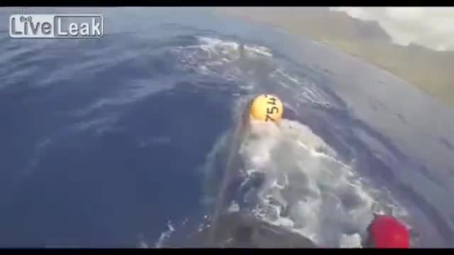 Огромен кит заплетен в мрежите на риболовен кораб