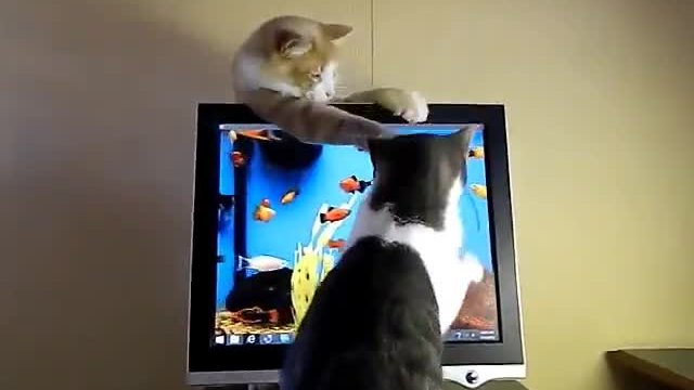 Котки се опитват да хванат риби на монитор