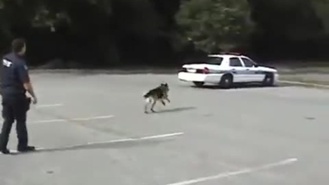 Полицейско куче