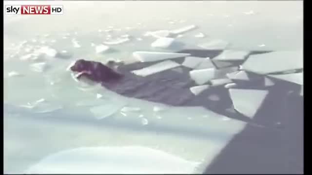 Спасяване живота на куче от замръзнало езеро