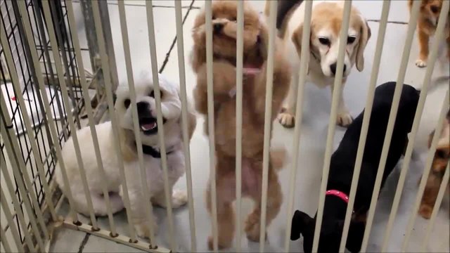 Пухкави кученца танцуват в клетка за да ги пуснат на свобода