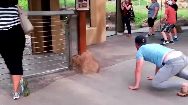 Мъж се забавлява с лъвове в зоопарк!