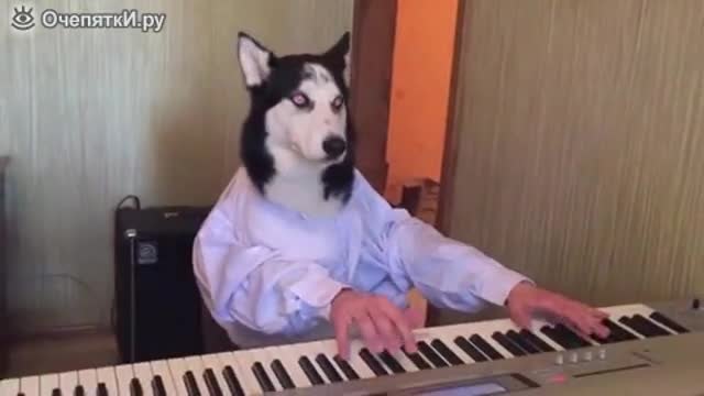 Хъски-Виртуоз свири на синтезатор и ходи на уроци ...Само в Русия!