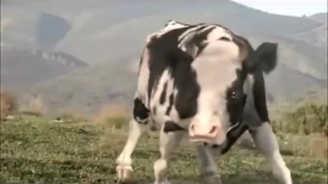 Вижте крава играе карате (Много Смях)