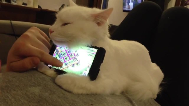 Котенце с нов телефон - Вижте как чака ! Оправят му настройките ...Смях!