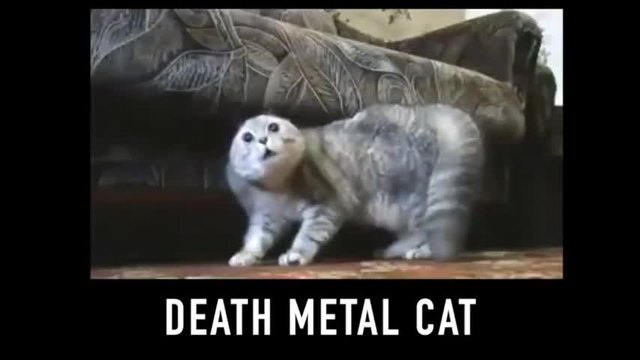 Котки - метъли