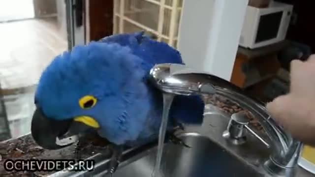 Папагал си взема душ на чешмата , сърди се като му намаляват водата