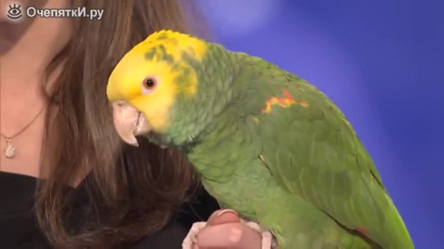 Дресиран папагал пее и говори в Америка търси талант (Много смях)