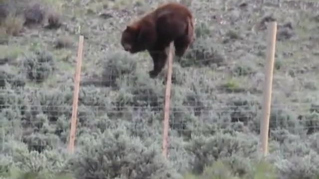 Ограда не може да спре мечка