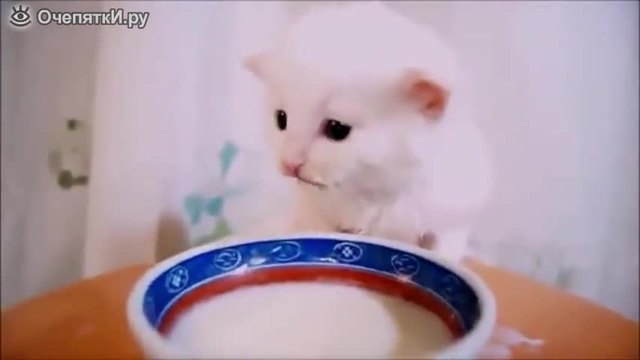 Малко коте пие мляко от чинийка