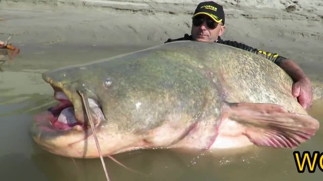 Най-големият уловен сом който сте виждали 127 кг.