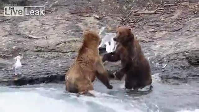 Битка между мечки