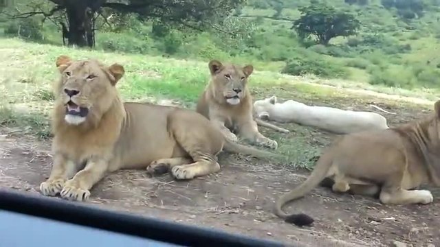 Лъв се сприятелява с туристи по време на сафари